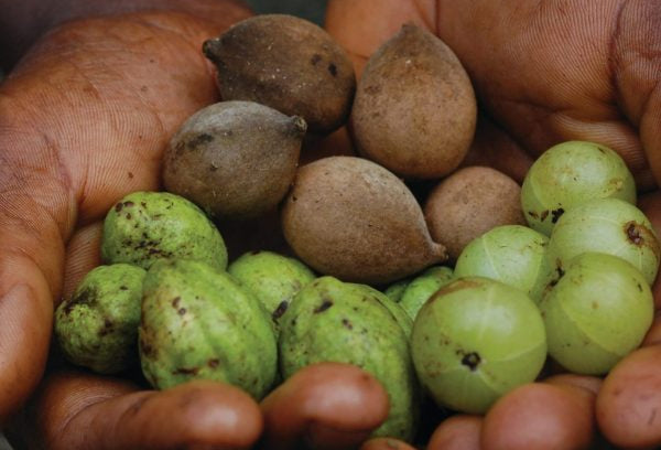 Triphala for Gut Health - Rootedharmony